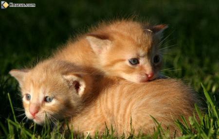 deux petit chat