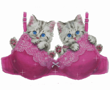 mes deux petit chat