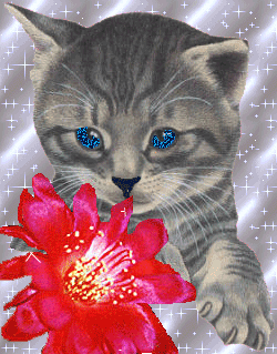 mon chat